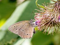 Aphantopus hyperantus 61, Koevinkje, Saxifraga-Bart Vastenhouw
