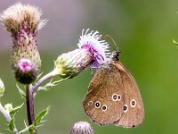 Aphantopus hyperantus 62, Koevinkje, Saxifraga-Bart Vastenhouw