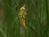 Aporia crataegi 28, Groot geaderd witje, pupa, Vlinderstichting-Kars Veling