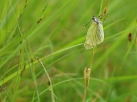 Aporia crataegi 95, Groot geaderd witje, Saxifraga-Mark Zekhuis