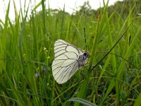 Aporia crataegi 96, Groot geaderd witje, Saxifraga-Hans Grotenhuis
