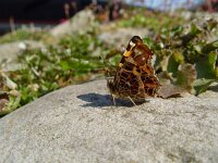 Araschnia levana 16, Landkaartje, 1st generation, Vlinderstichting-Henk Bosma