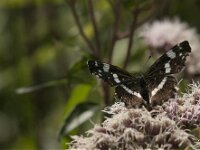 Araschnia levana 192, Landkaartje, Saxifraga-Jan van der Straaten