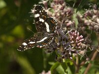 Araschnia levana 194, Landkaartje, Saxifraga-Jan van der Straaten