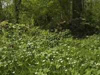 Araschnia levana 74, Landkaartje, habitat, NL, Noord-Brabant, Boxtel, De Geelders, Saxifraga-Jan van der Straaten