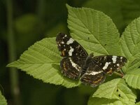 Araschnia levana 76, Landkaartje, Saxifraga-Jan van der Straaten