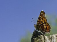 Araschnia levana 80, Landkaartje, Saxifraga-Rik Kruit