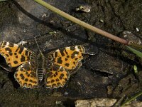Araschnia levana 84, Landkaartje, Saxifraga-Jan van der Straaten