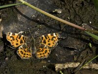 Araschnia levana 85, Landkaartje, Saxifraga-Jan van der Straaten