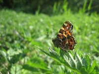 Araschnia levana 9, Landkaartje, Saxifraga-Arthur van Dijk