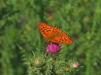 Argynnis adippe 12, Adippevlinder, Vlinderstichting-Albert Vliegenthart