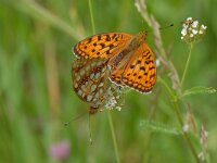 Argynnis adippe 13, Adippevlinder, Saxifraga-Arthur van Dijk