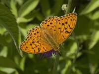 Argynnis adippe 17, Adippevlinder, Saxifraga-Willem van Kruijsbergen