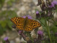 Argynnis adippe 18, Adippevlinder, Saxifraga-Jan van der Straaten