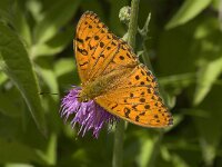 Argynnis adippe 2, Adippevlinder, Saxifraga-Willem van Kruijsbergen