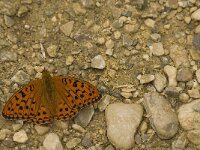 Argynnis adippe 23, Adippevlinder, Saxifraga-Jan van der Straaten