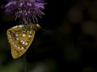 Argynnis adippe 27, Adippevlinder, Saxifraga-Jan van der Straaten