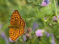 Argynnis adippe 28, Adippevlinder, Saxifraga-Jan van der Straaten