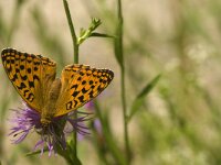 Argynnis adippe 29, Adippevlinder, Saxifraga-Jan van der Straaten