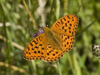 Argynnis adippe 3, Adippevlinder, female, Saxifraga-Marijke Verhagen