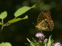 Argynnis adippe 31, Adippevlinder, Saxifraga-Jan van der Straaten