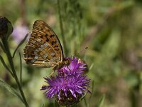 Argynnis adippe 41, Adippevlinder, Saxifraga-Marijke Verhagen