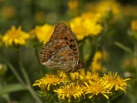 Argynnis adippe 44, Adippevlinder, Saxifraga-Marijke Verhagen