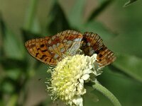 Argynnis adippe 7, Adippevlinder, Saxifraga-Jan van der Straaten