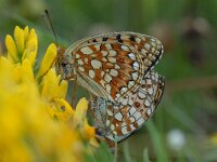 Argynnis niobe 16, Duinparelmoervlinder, Saxifraga-Arthur van Dijk