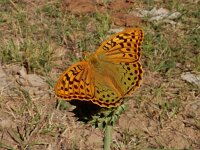 Argynnis pandora 18, Kardinaalsmantel, Saxifraga-Ed Stikvoort