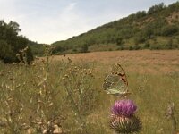 Argynnis pandora 2, Kardinaalsmantel, habitat, Vlinderstichting-Kars Veling