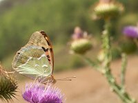 Argynnis pandora 23, Kardinaalsmantel, on Onopordum acanthium, Saxifraga-Kars Veling