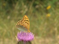 Argynnis pandora 3, Kardinaalsmantel, Vlinderstichting-Kars Veling