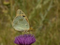 Argynnis pandora 4, Kardinaalsmantel, male, Vlinderstichting-Kars Veling