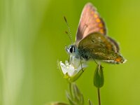 Aricia agestis 23, Bruin blauwtje, Saxifraga-Rudmer Zwerver