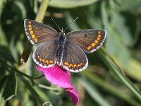 Aricia agestis 33, Bruin blauwtje, Saxifraga-Peter Meininger
