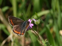Aricia agestis 35, Bruin blauwtje, Saxifraga-Kars Veling