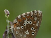 Aricia agestis 41, Bruin blauwtje, Saxifraga-Willem van Kruijsbergen