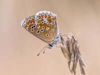 Brown argus bright background  Brown argus (Aricia agestis) butterfly perched on plant against light background : Netherlands, animal, argus, aricia agestis, background, beautiful, blossom, blue, bokeh, bright, brown, brown argus, butterfly, close up, closeup, color, common, daytime, detail, early, elegance, environment, europe, fauna, flower, grass, holland, insect, light, macro, meadow, morning, nature, nectar, plant, pollination, rest, resting, season, sitting, spots, streak, summer, sunlight, vivid, wildlife