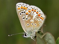 Aricia agestis 7, Bruin blauwtje, Vlinderstichting-Ab H Baas