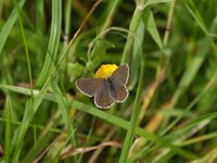 Aricia artaxerxes 2, Vals bruin blauwtje, Vlinderstichting-Albert Vliegenthart