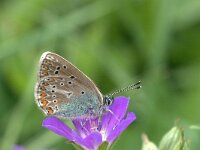 Aricia eumedon 5, Zwart blauwtje, Vlinderstichting-Kars Veling