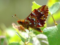 Boloria aquilonaris 5, Veenbesparelmoervlinder, Vlinderstichting-Henk Bosma