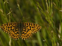 Boloria dia 14, Akkerparelmoervlinder, Saxifraga-Jan van der Straaten
