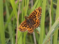 Boloria dia 19, Akkerparelmoervlinder, Saxifraga-Peter Meininger