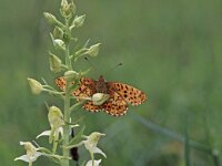 Boloria euphrosyne 14, Zilvervlek, Vlinderstichting-Albert Vliegenthart