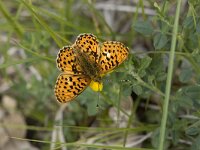 Boloria euphrosyne 17, Zilvervlek, Vlinderstichting-Henk Bosma