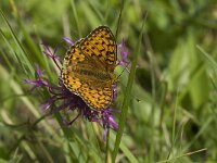 Boloria euphrosyne 21, Zilvervlek, Saxifraga-Jan van der Straaten