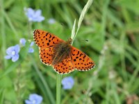 Boloria graeca 9, Balkanparelmoervlinder, Saxifraga-Kars Veling
