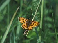 Boloria selene 8, Zilveren maan, Saxifraga-Robert Ketelaar
